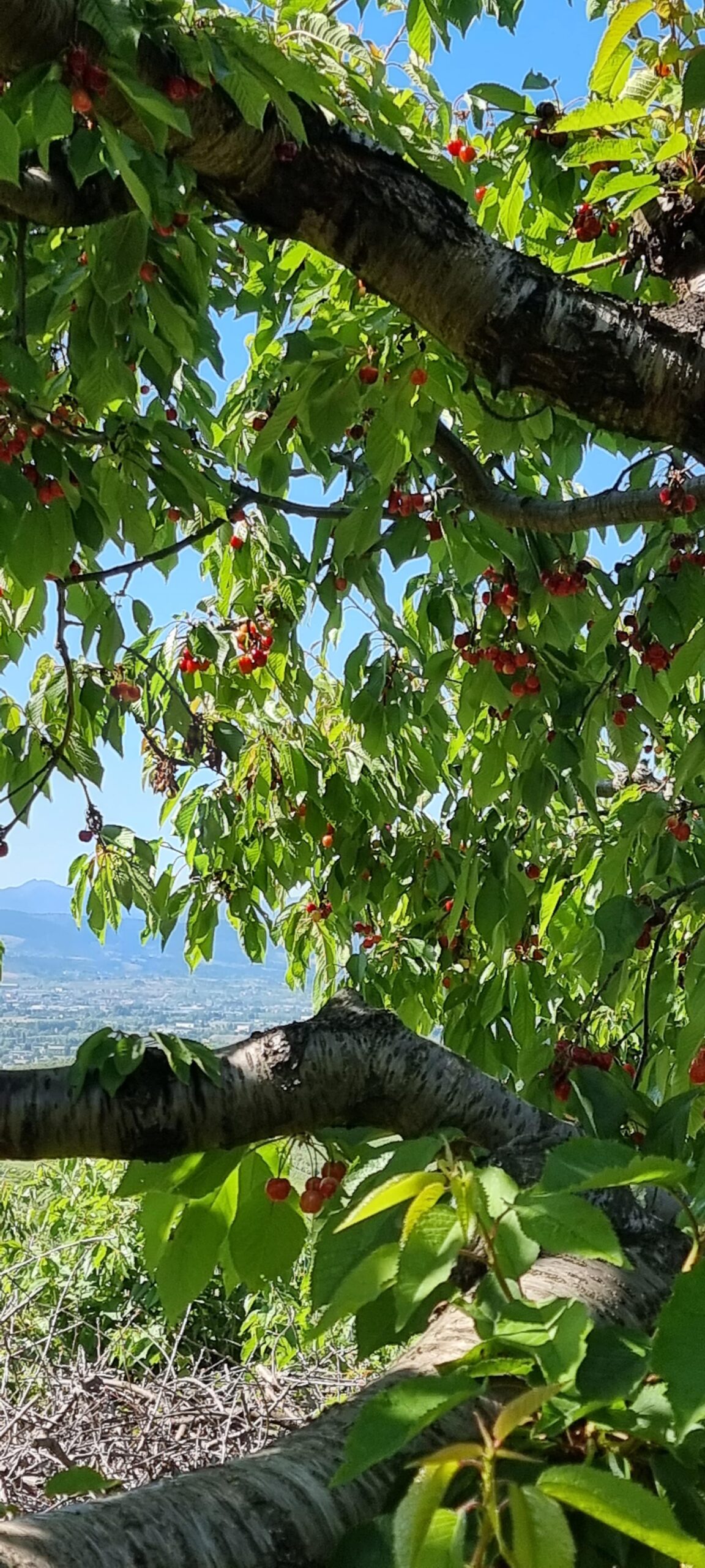 Cerezas del Bierzo