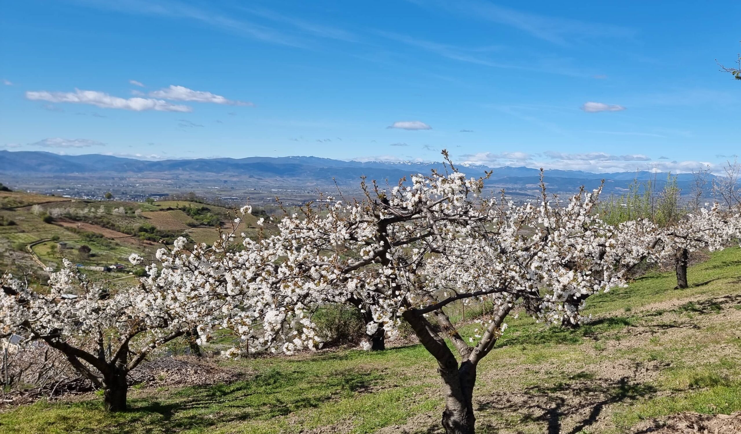 Cerezos en flor con el valle del Bierzo al fondo