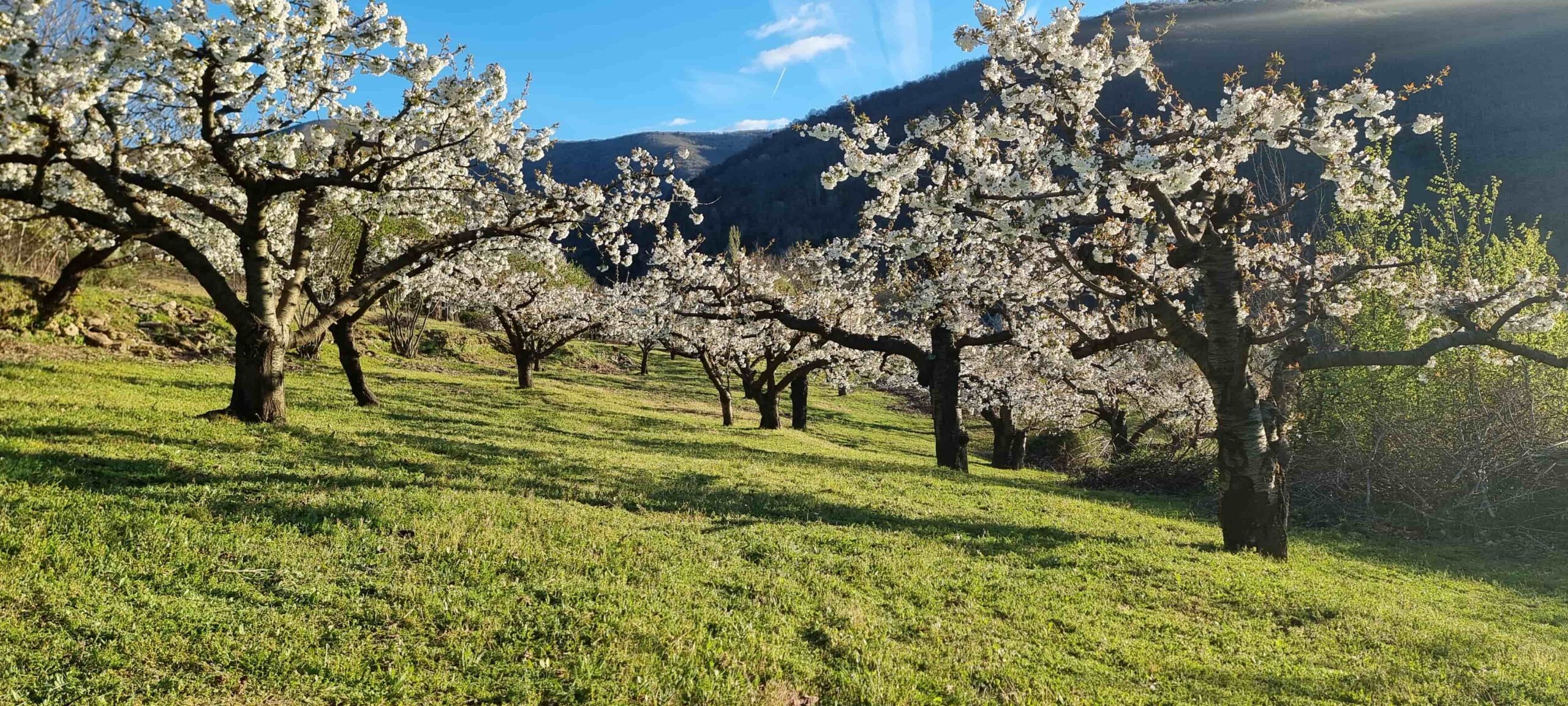 Cerezos en flor en la Finca Mirador del Bierzo