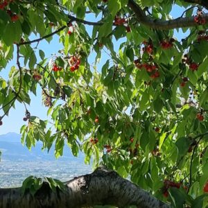 CEREZAS DEL BIERZO 2 KILOS